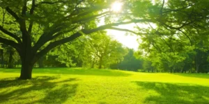 What Are the Key Elements of a Sustainable Garden?